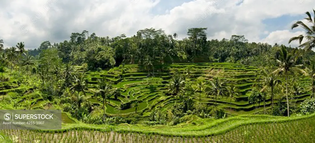 Bali, Panoramic images of rice fields