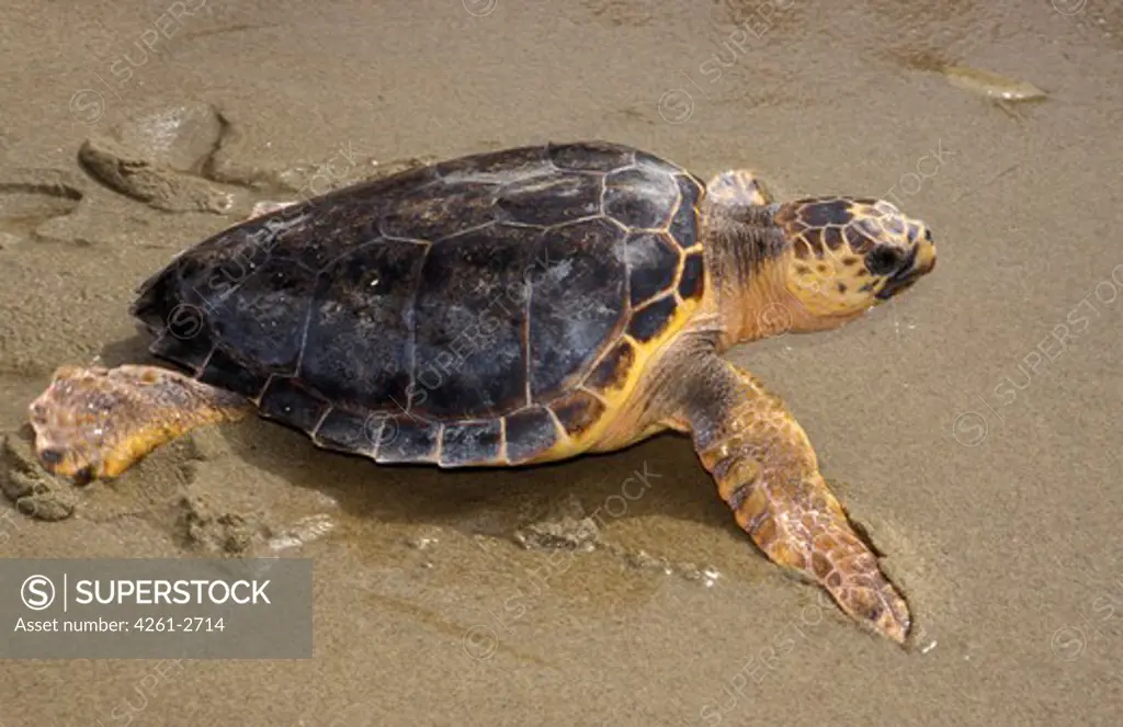 Loggerhead sea turtle, Italy