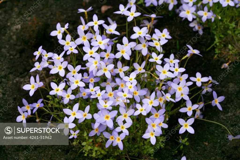 Houstonia caerulea