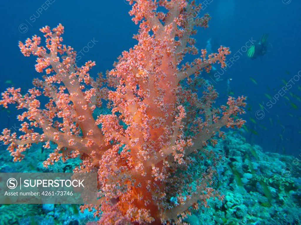 Soft coral,  Alcyonaria, Farasan bank, Red Sea, Saudi Arabia, Middle East