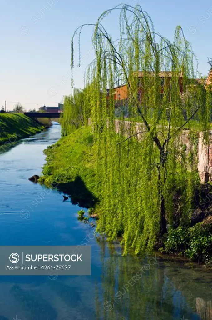 willow on canal, soave, italy
