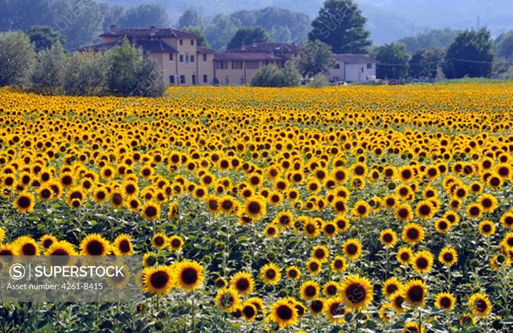 Sunflowers field, Tuscany, Italy