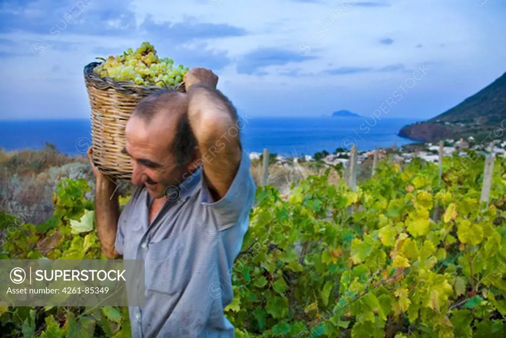 Grape harvest, Salina Island, Messina, Sicily, Italy, Europe