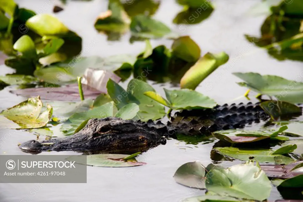 Alligator, Everglades National Park, Florida, United States of America, North America 