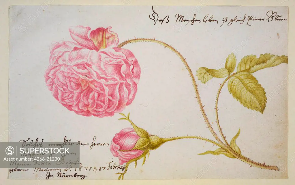 Album sheet with a rose by Merian, Maria Sibylla (1647-1717)/ Staatsbibliothek Bamberg/ 1675/ Germany/ Watercolour on paper/ Book design/ Still Life