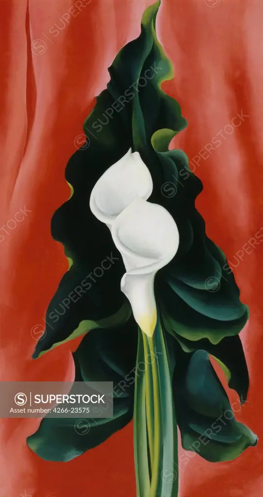 Calla Lilies on Red by O'Keeffe, Georgia (1887-1986) Georgia O'Keeffe Museum, Santa Fe 1928 Oil on canvas The United States Modern Still Life Painting