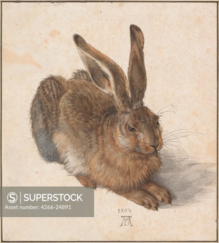 Hare by Durer, Albrecht (1471-1528) Albertina, Vienna 1502 Watercolour, Gouache on Paper 25x22,5 Germany Renaissance Animals and Birds Graphic arts