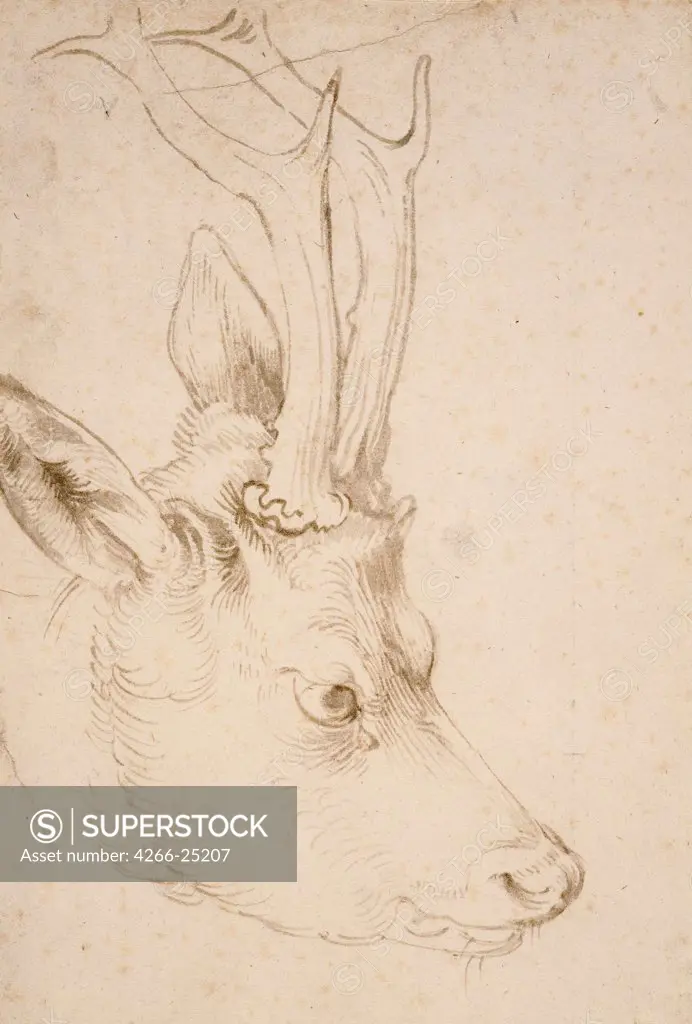 Head of a Roebuck by Durer, Albrecht (1471-1528) Nelson-Atkins Museum of Art, Kansas City, Missouri 1503 Pen and brush, grey and brown ink on paper 22,8x15,3 Germany Renaissance Animals and Birds Graphic arts