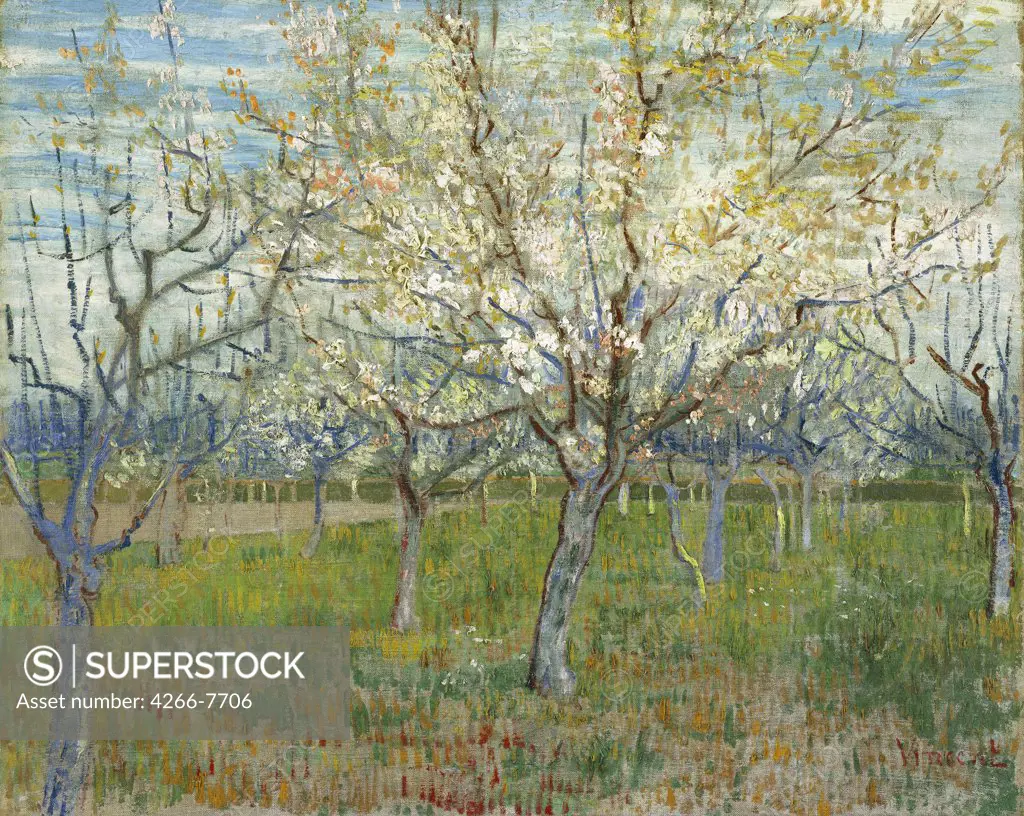 Blossom trees by Vincent van Gogh, Oil on canvas, 1888, 1853-1890, Holland, Amsterdam, Van Gogh Museum, 80x64