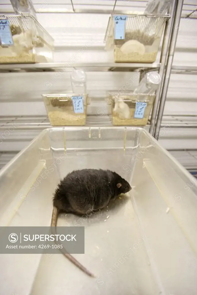 The unit 465 of the French National Institute for Health and Medical Research carries research on obesity, especially on the white fatty tissue (structural and storage secondary fatty tissue). Here, an animal model , the rat Zucker, genetically obese in the animal care house.