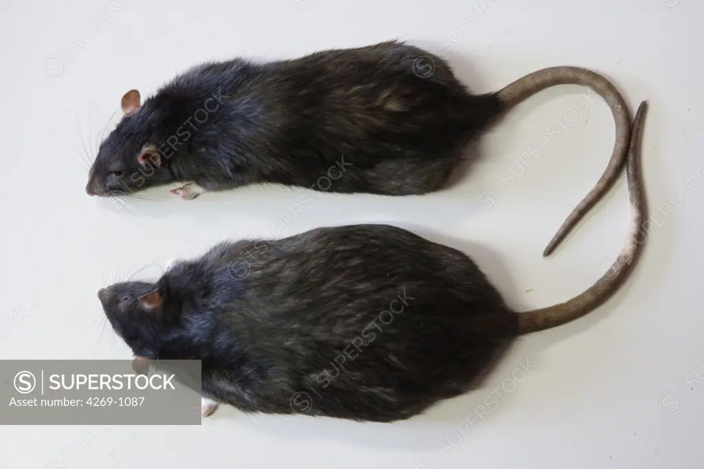 The unit 465 of the French National Institute for Health and Medical Research carries research on obesity, especially on the white fatty tissue (structural and storage secondary fatty tissue). Here, at top a normal rat, and below an animal model , the rat Zucker, genetically obese.