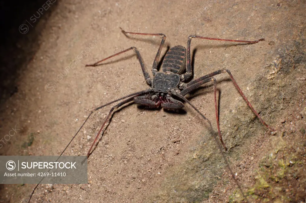 Tailless whip scorpion, Family Amblypygi, are arachnids living in tropical areas. In spite of their massive chelicera, their are harmless.