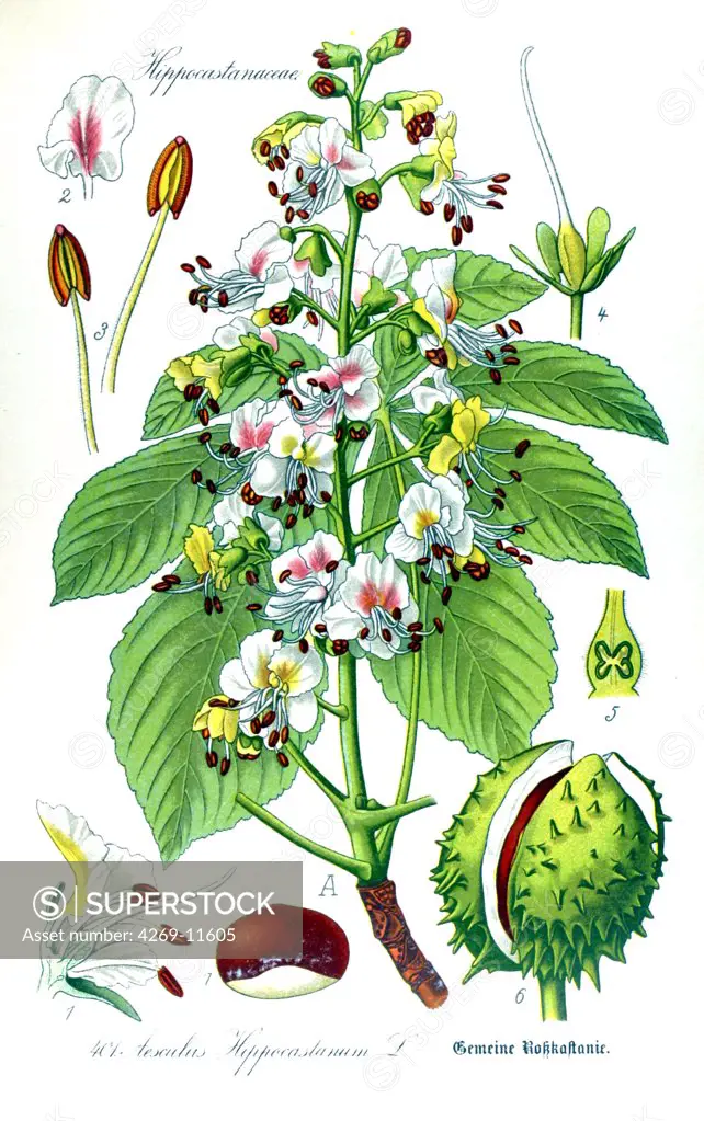 Horse chestnut (Aesculus hippocastanum). From Flora of Germany, Austria and Switzerland (1905), O. W. Thomé.