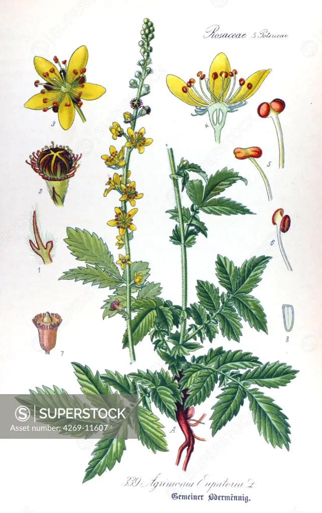 Agrimony (Agrimonia eupatoria). From Flora of Germany, Austria and Switzerland (1905), O. W. Thomé.