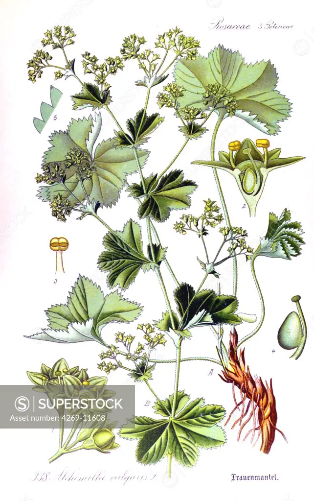 Lady's mantle (Alchemilla vulgaris). From Flora of Germany, Austria and Switzerland (1905), O. W. Thomé.