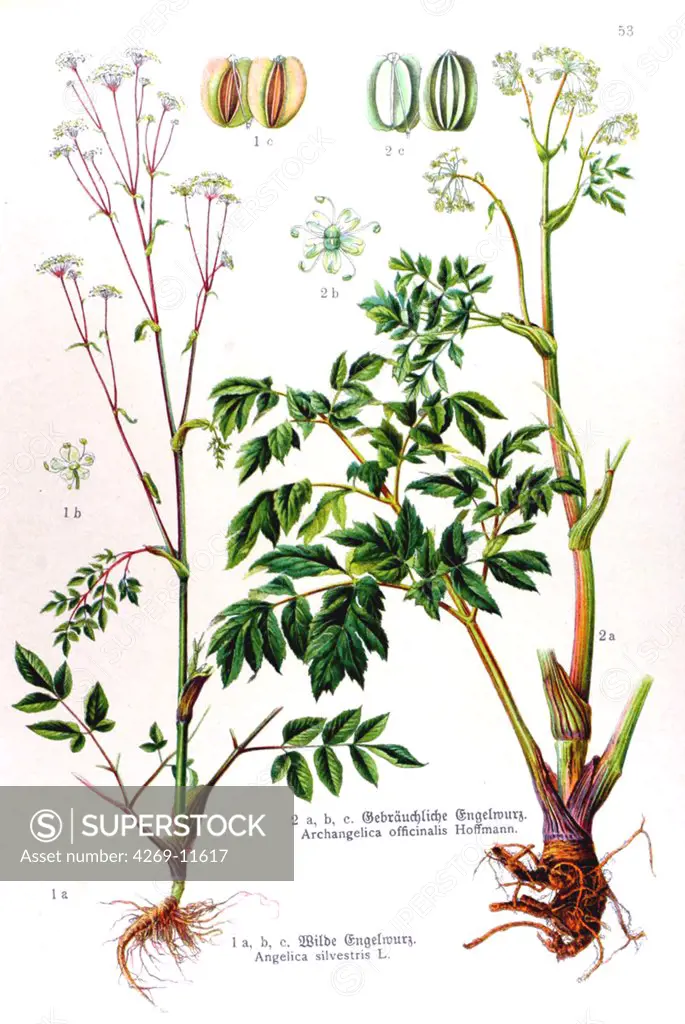 Angelica silvestris, a wild archangelica used for its medicinal properties. From Flora of Germany, Austria and Switzerland (1905), O. W. Thomé.