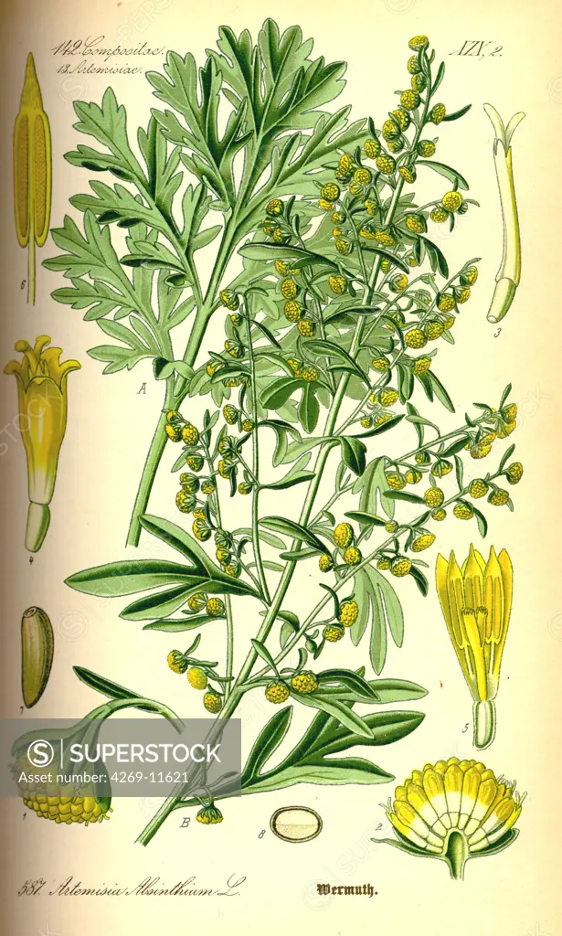 Absinth (Artemisia absinthium) used for its many medicinal properties and as ingredient in the alcoholic drink absinthe. From Flora of Germany, Austria and Switzerland (1885), O. W. Thomé.
