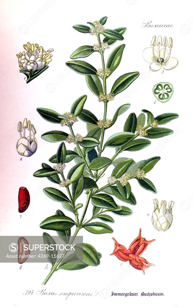 Common boxwood (Buxus sempervirens). From Flora of Germany, Austria and Switzerland (1905), O. W. Thomé.