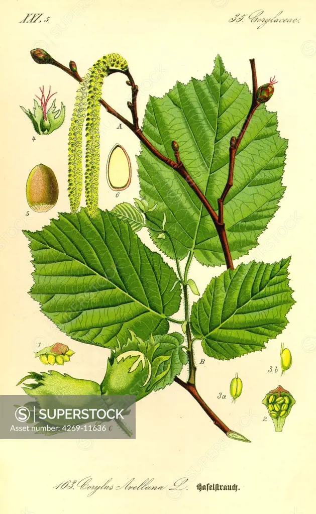 Hazelnut trees (Corylus avellana). From Flora of Germany, Austria and Switzerland (1885), O. W. Thomé.