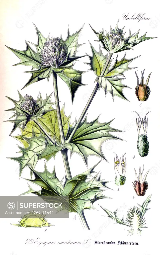 Sea holly (Eryngium maritimum). From Flora of Germany, Austria and Switzerland (1905), O. W. Thomé.