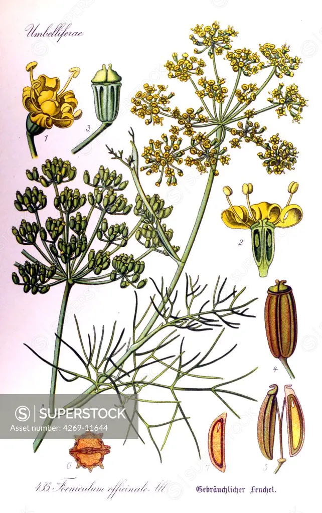 Fennel (Feniculum officinale), medicinal and edible plant. From Flora of Germany, Austria and Switzerland (1905), O. W. Thomé.