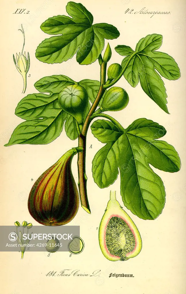 Fig tree (Ficus carica) with fruit (fig). From Flora of Germany, Austria and Switzerland (1885), O. W. Thomé.