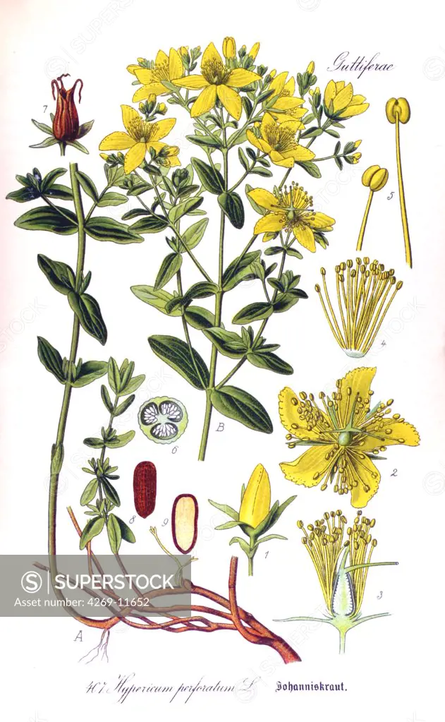 St John's wort (Hypericum perforatum). From Flora of Germany, Austria and Switzerland (1905), O. W. Thomé.
