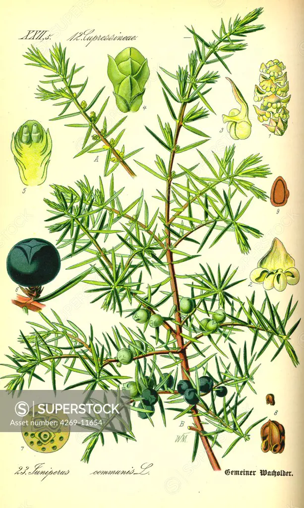Juniper (Juniperus communis) et juniper-berries, used a food condiment. From Flora of Germany, Austria and Switzerland (1885), O. W. Thomé.
