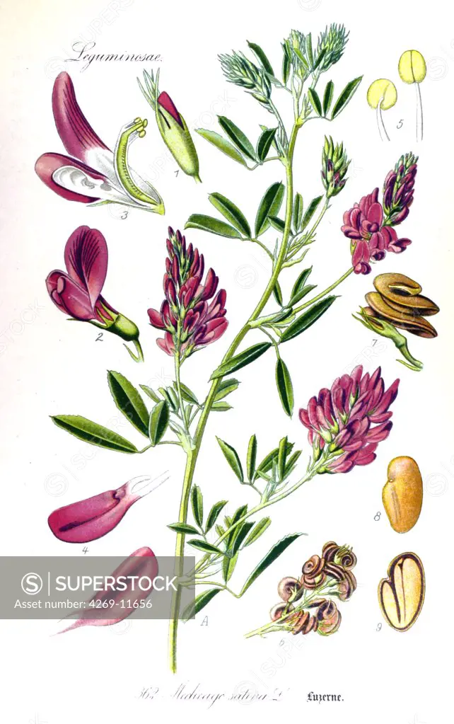 The alfalfa or lucerne (Medicago sativa) est a fodder plant rich in protein. It is also used as food, and as medicinal plant. From Flora of Germany, Austria and Switzerland (1905), O. W. Thomé.