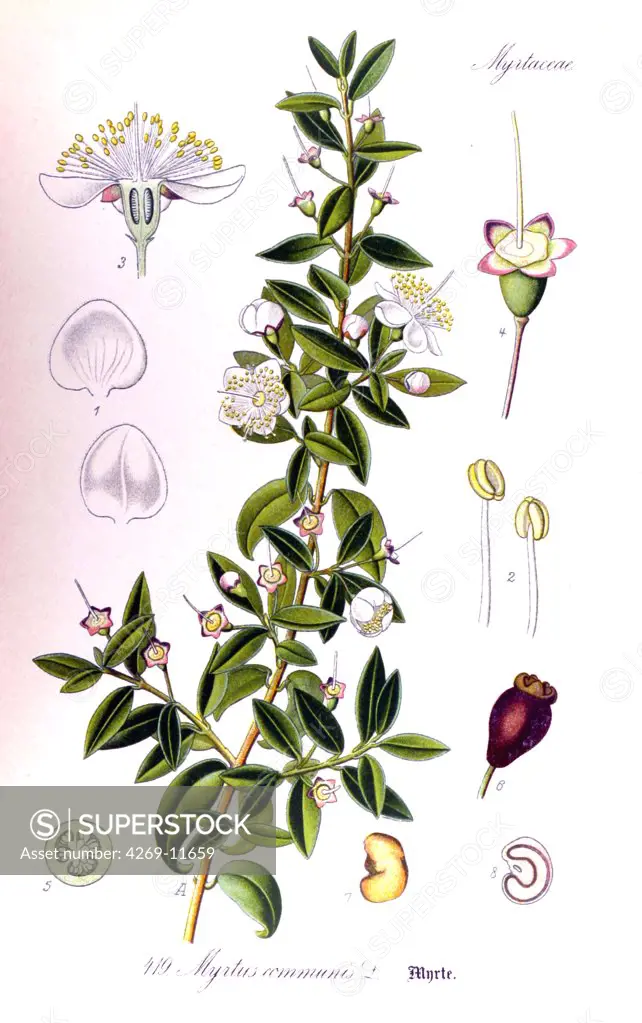 Myrtle (Myrtus communis). From Flora of Germany, Austria and Switzerland (1905), O. W. Thomé.