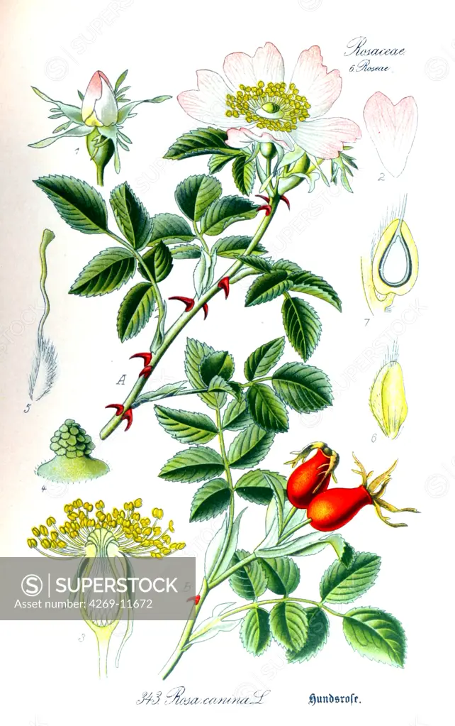 Dog rose (Rosa canina), flower and rose hip. From Flora of Germany, Austria and Switzerland (1905), O. W. Thomé.