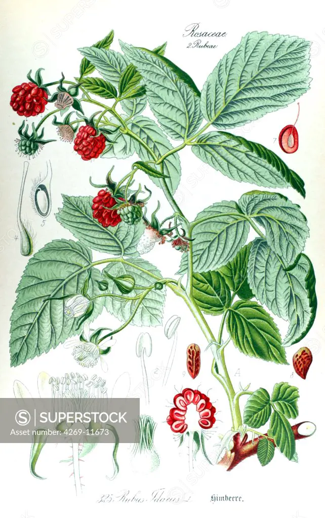 Raspberry bush (Rubus idaeus). From Flora of Germany, Austria and Switzerland (1905), O. W. Thomé.