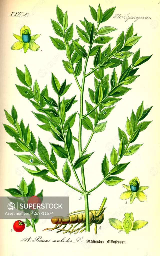 Butcher's broom (Ruscus aculeatus). The young shots of this medicinal plant are edible, but the berries are toxic. From Flora of Germany, Austria and Switzerland (1885), O. W. Thomé.