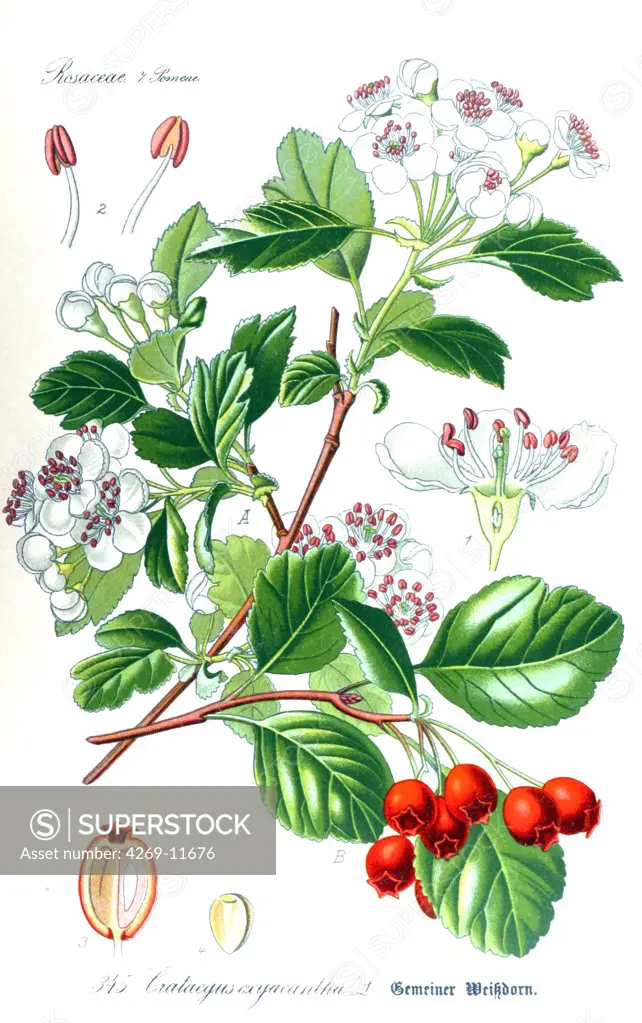 Hawthorn (Crataegus oxyacantha). From Flora of Germany, Austria and Switzerland (1905), O. W. Thomé.
