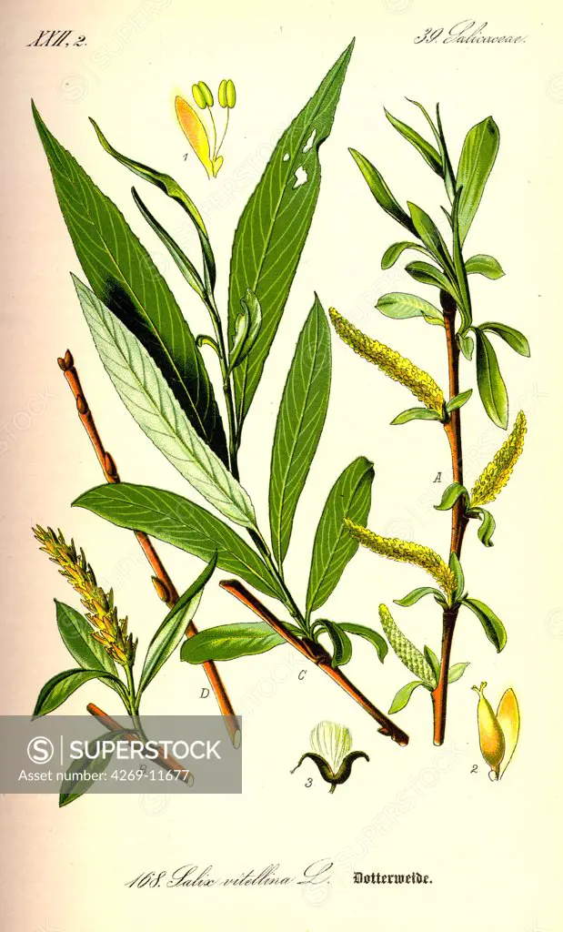 White willow (Salix alba). From Flora of Germany, Austria and Switzerland (1885), O. W. Thomé.