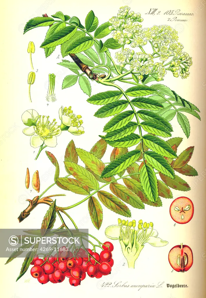 Rowan tree (Sorbus aucuparia). From Flora of Germany, Austria and Switzerland (1905), O. W. Thomé.