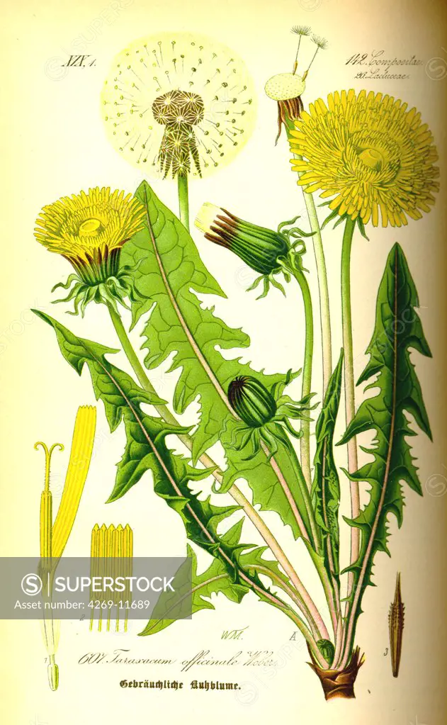 Dandelion (Taraxacum officinale), medicinal and edible plant. From Flora of Germany, Austria and Switzerland (1885), O. W. Thomé.