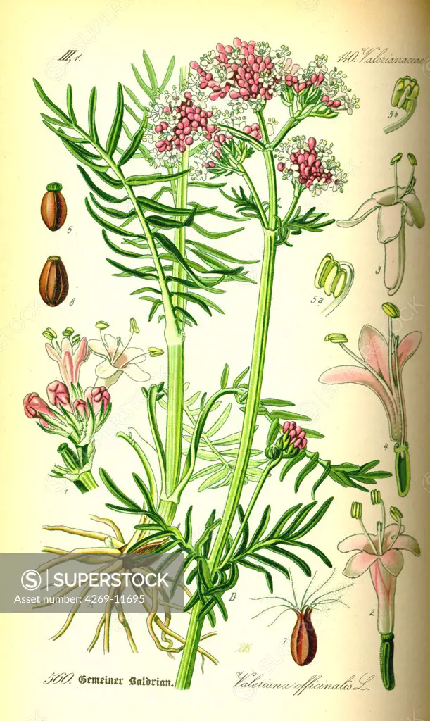 Valerian (Valeriana officinalis). From Flora of Germany, Austria and Switzerland (1885), O. W. Thomé.