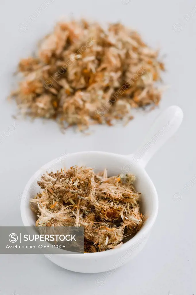 Dried blossoms of the arnica plant (Arnica montana), for use in herbal medicine. The blossoms are prepared as a tincture (spirit solution) or infusion and used as a natural remedy against bruising and to reduce inflammation.