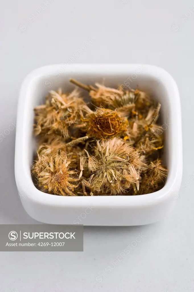 Dried blossoms of the arnica plant (Arnica montana), for use in herbal medicine. The blossoms are prepared as a tincture (spirit solution) or infusion and used as a natural remedy against bruising and to reduce inflammation.