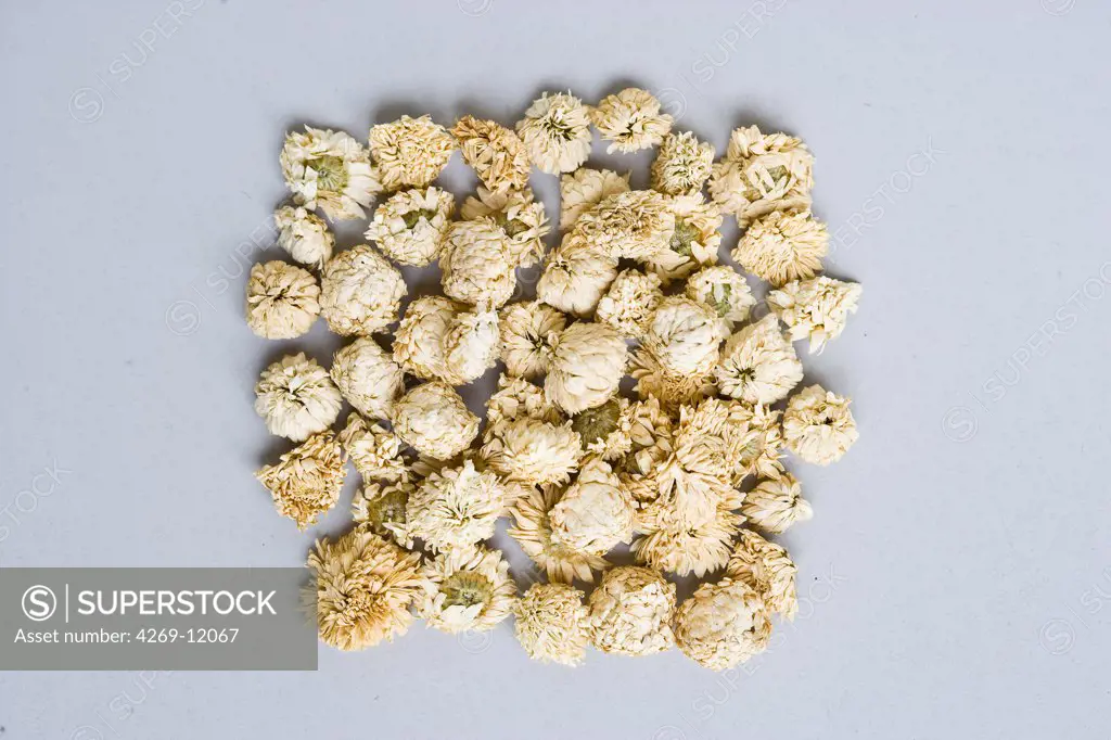 Dry blossoms of camomile (Anthemis nobilis).
