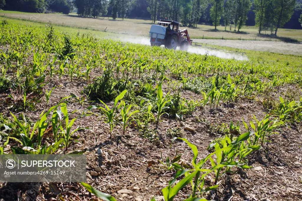 Farmer spraying chemicals on corn fields. This farmer uses sustainable farming practises in using reasonable amount of inputs (herbicides, pesticides).