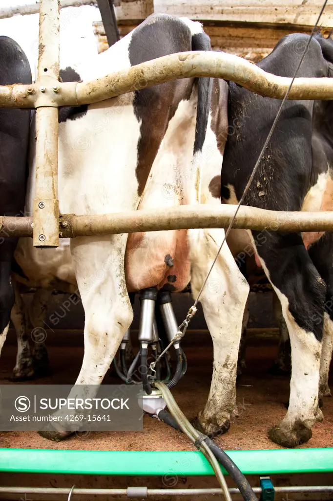 Cow being milked by a milking machine.
