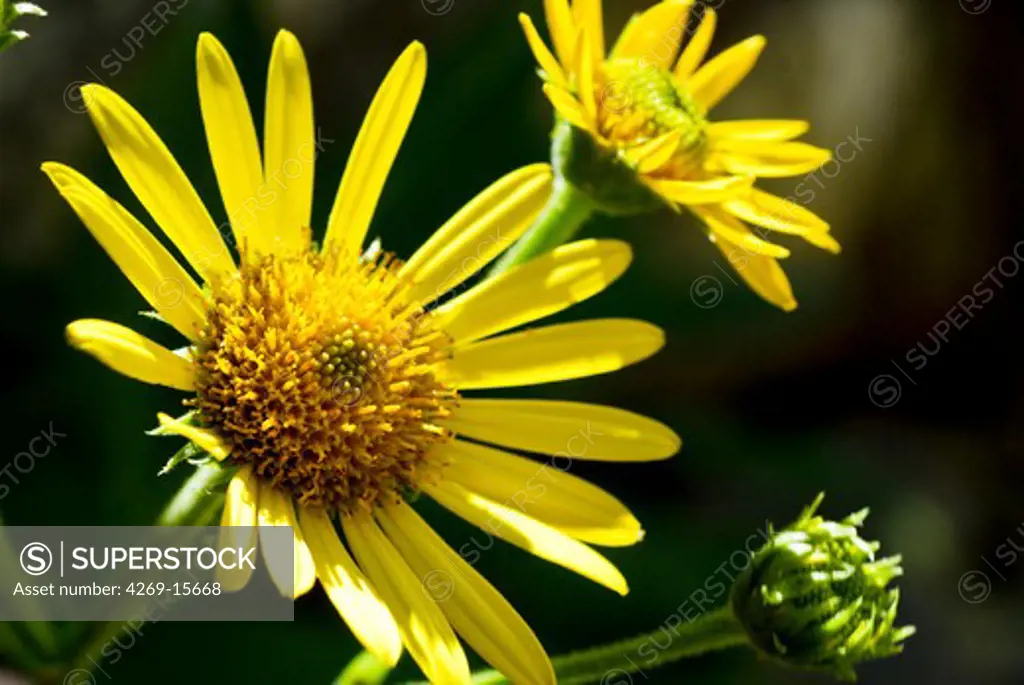 Arnica (Arnica montana) is commonly used in homeopatic medicine to encourage the body's healing processes after bruising or shock.