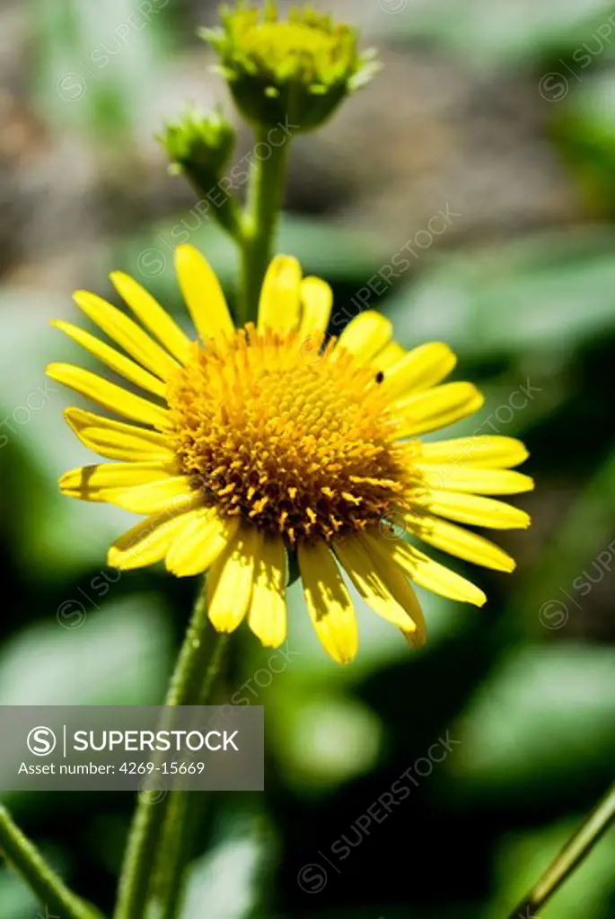 Arnica (Arnica montana) is commonly used in homeopatic medicine to encourage the body's healing processes after bruising or shock.