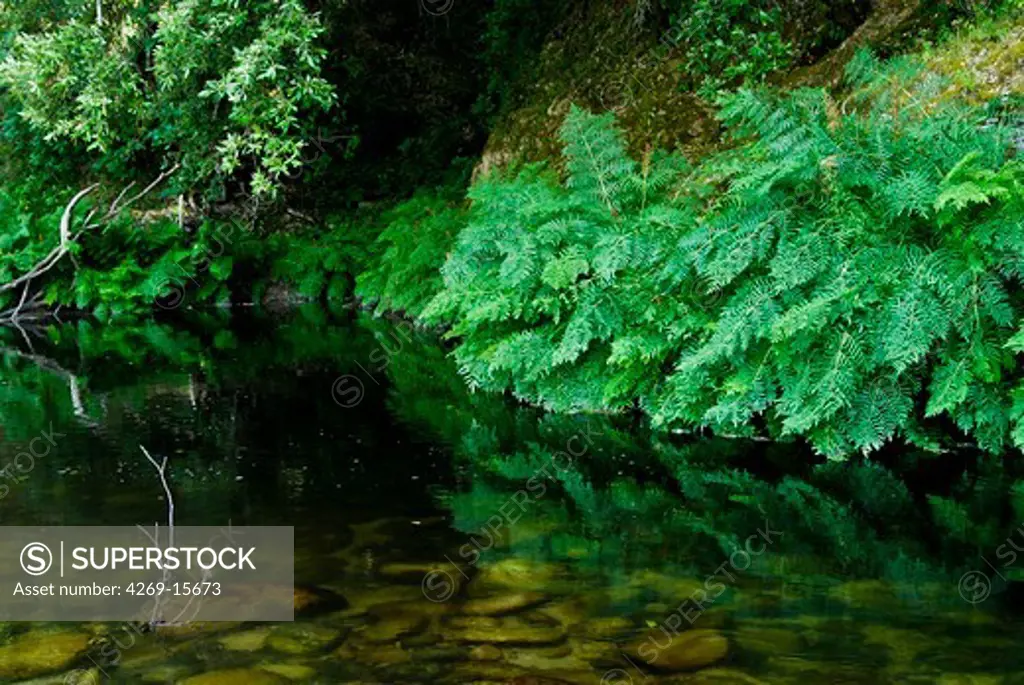 River with Royal ferns (Osmunda regalis), Taravo valley, Corsica, France.