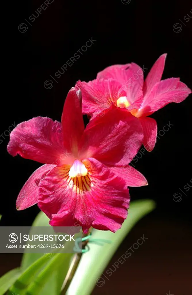 Broughtonia sanguinea orchid.