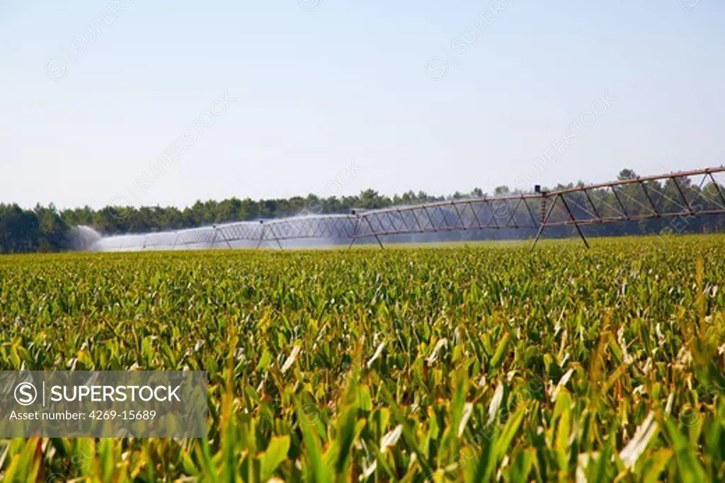 Sprinkler jets irrigating a corn field, photographes in Aquitaine, Southwest of France.