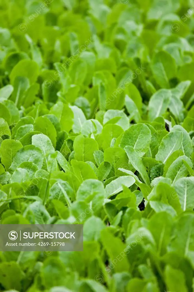 Salad plants in organic market-farm.