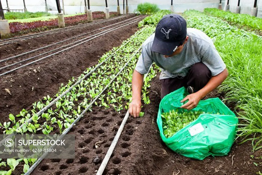 Worker planting young vegetable seedlings in organic market-farm.